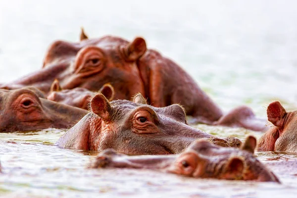 Many hippos in one frame swim in the water. Kenya national park. — Stock Photo, Image