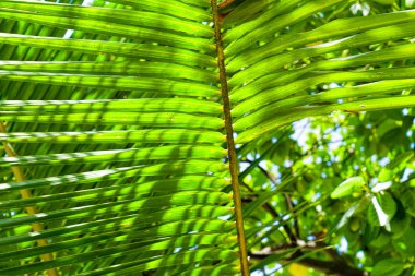 Palmiyeli güzel bir tropik sahil manzarası.