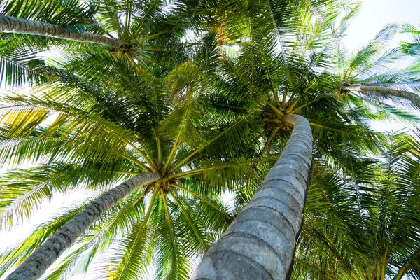 Beach summer vacation holidays background with coconut palm trees and hanging palm tree leaves — Stock Photo, Image