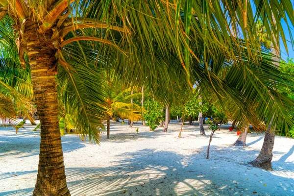 Plaża letnie wakacje tło z palmami kokosowymi i wiszące liście palmy — Zdjęcie stockowe