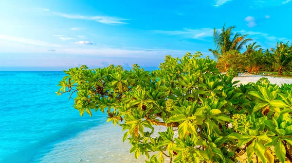 Buja, zöld levelek egy bokor között fényűző pálmafák, Maldív-szigetek. — Stock Fotó