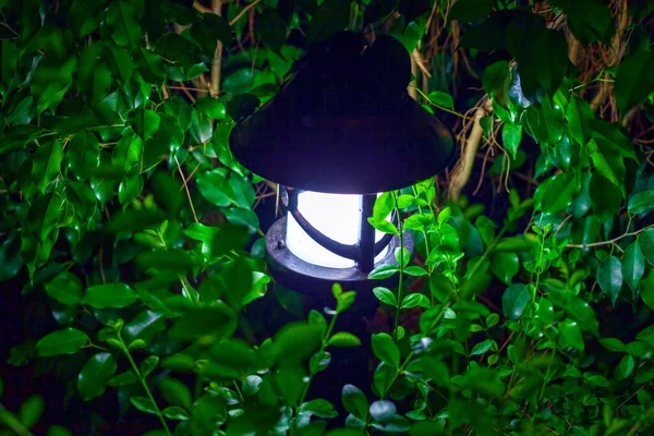 Lâmpada brilhante à noite entre a folhagem densa — Fotografia de Stock