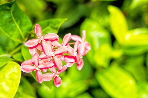 Rengarenk çiçekleri ve bitkileri olan yemyeşil bir tropik bahçe.
