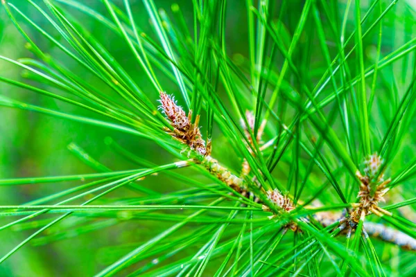 Pine Tree Branch with Bright Green Needles Close Up — Stock Photo, Image