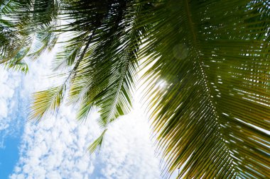 Hindistan cevizi palmiye ağaçları ve sallanan palmiye yapraklarıyla yaz tatili geçmişi