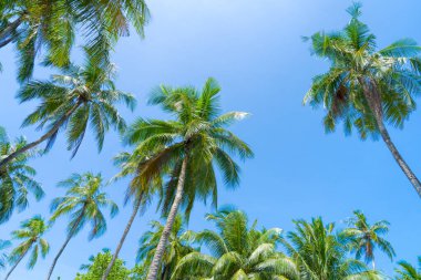 Hindistan cevizi palmiye ağaçları ve sallanan palmiye yapraklarıyla yaz tatili geçmişi