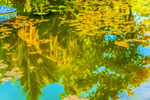 Reflexion der Kokospalmen rund um den Teich — Stockfoto