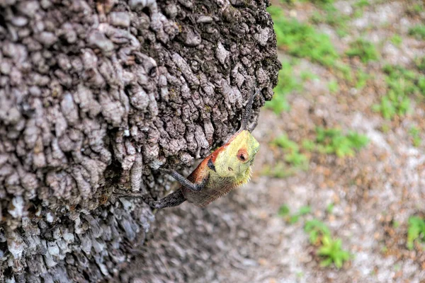 Un hermoso lagarto multicolor se arrastra sobre un árbol. Ella se divierte al sol. —  Fotos de Stock