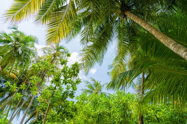 Beach summer vacation holidays background with coconut palm trees and hanging palm tree leaves — Stock Photo, Image