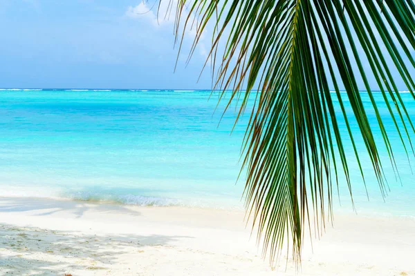 Veduta della bella spiaggia tropicale con alcune palme — Foto Stock