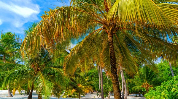 Пляжные летние каникулы фон с кокосовыми пальмами и висит пальмовые листья — стоковое фото