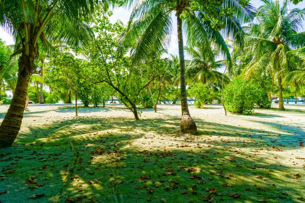 Sandy Beach sombreado por palmeiras e coberto com folhas caídas — Fotografia de Stock