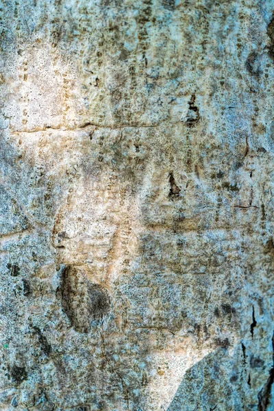 Corteccia dell'albero del primo piano per lo sfondo del progettista. — Foto Stock