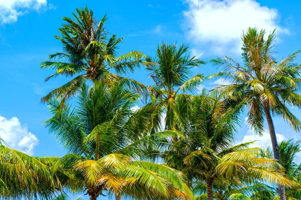 Beach summer vacation holidays background with coconut palm trees and hanging palm tree leaves — Stock Photo, Image