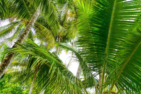 Пляжные летние каникулы фон с кокосовыми пальмами и висит пальмовые листья — стоковое фото
