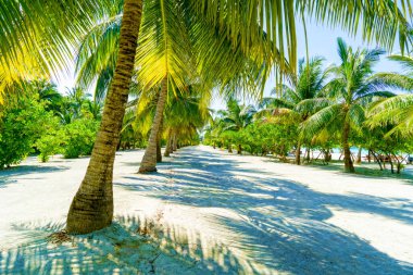 Güzel tropikal manzara, Cennet, Palmiye ağaçlı güneşli plaj.