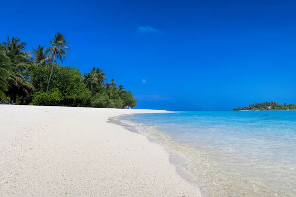 Closeup kokosnoot palmboom op een zonnige zomerdag tegen de blauwe lucht, het fantastische eiland Malediven. — Stockfoto