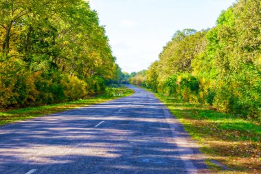 Kavram Yanı Başında Ağaçlarla Yaz Ülke Yolu