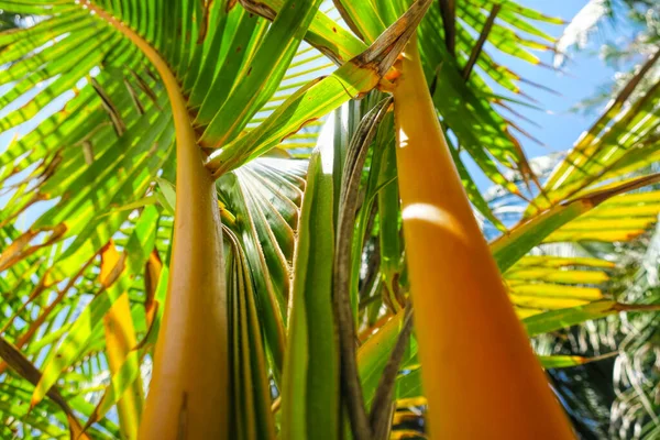 Praia férias de verão fundo com coqueiros palmeiras e pendurado folhas de palmeira — Fotografia de Stock