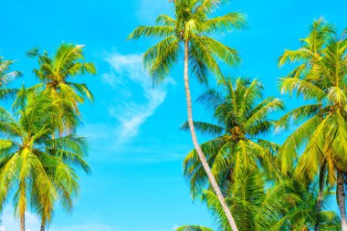 Hindistan cevizi palmiye ağaçları ve sallanan palmiye yapraklarıyla yaz tatili geçmişi