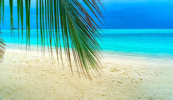 Widok na ładną tropikalną plażę z palmami — Zdjęcie stockowe