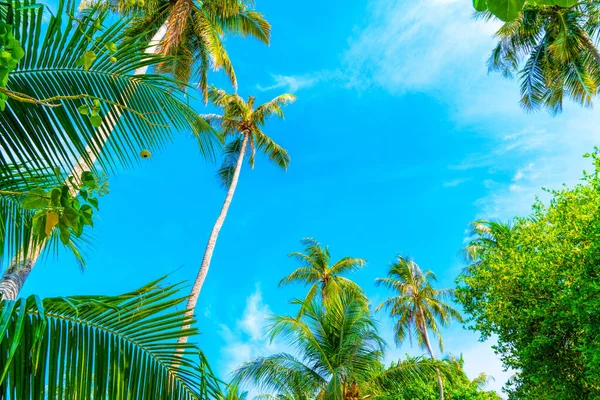 Mavi gökyüzüne ve beyaz bulutlara karşı palmiye ağaçları. — Stok fotoğraf