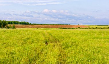 Mavi gökyüzü ve çayır ağacı ile bulut. Yaz posteri için sade manzara.