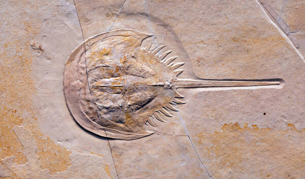 Fossil of Mesolimulus walchi, an extinct genus of arthropod from the late Jurassic period.