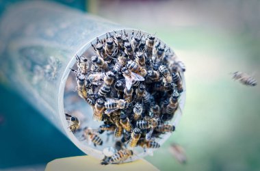 Bee colony while feeding on a pipe hanging to the entrance of the hive clipart