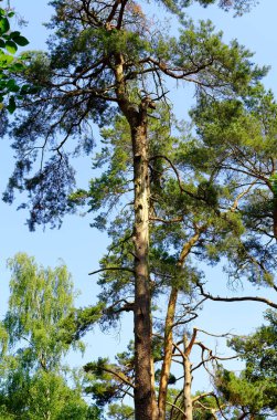 Gövde ve parlak renkler bir çam dalı