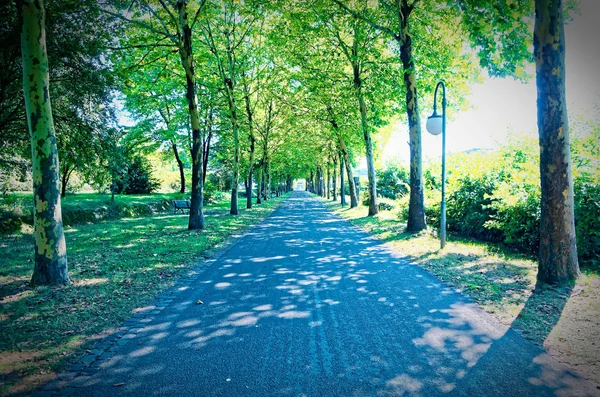 Buerger Park Park Saarbrcken Tyskland Saarland Med Träd Gröna Optik — Stockfoto