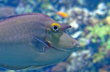 Tropikal balık Pomacentridae bir deniz akvaryum mavi optik Acanthomorphata