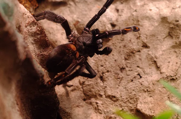Tarantula Turuncu Işaretler Ile Terrarium Içinde — Stok fotoğraf