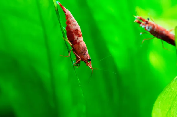 Red Sakura Shrimp Neocaridina Davidi Green Freshwater Aquarium — Stock Photo, Image