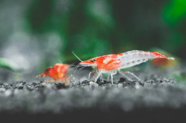 赤い桜海老淡水のアクアリウムで緑色でミナミヌマエビ Davidi — ストック写真