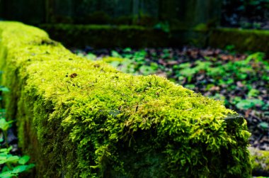Yeşil bir mezarlıküzerinde hasar ile kırık mezar taşı
