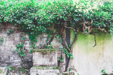 Yeşil bir mezarlıküzerinde hasar ile kırık mezar taşı