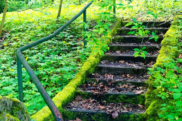 Лестницы Парке Заросли Сломаны — стоковое фото
