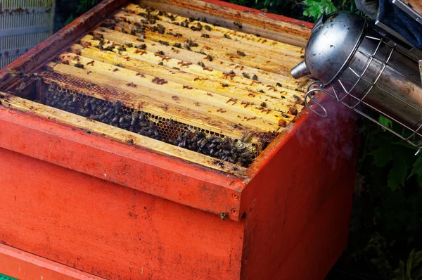 养蜂人用蜂巢和蜜蜂照顾的蜂巢 — 图库照片