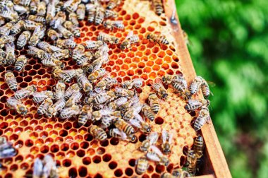 Petek ve bal arıları ile arı bakımında bir arı kovanları