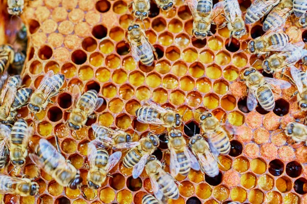 Bee Hives Beekeeper Care Bees Honeycombs Honey Bees — Stock Photo, Image