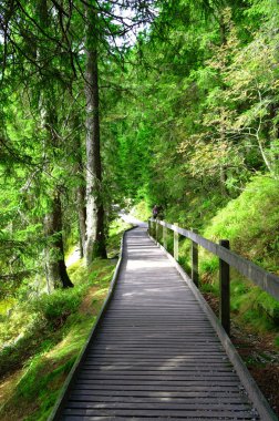 Mummelsee Baden-Wurttemberg Almanya'da Achern yakınlarındaki Kara Orman'da su ve orman ile kıyıda 2017.09.29 aldı
