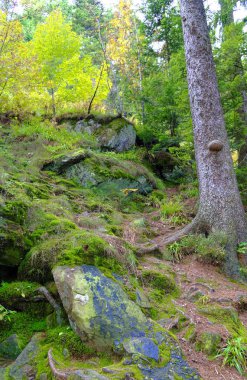 Mummelsee Baden-Wurttemberg Almanya'da Achern yakınlarındaki Kara Orman'da su ve orman ile kıyıda 2017.09.29 aldı
