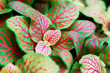 Fittonia albivenis mozaik bitki gümüş net yaprak houseplant parlak renklerde bir makro olarak