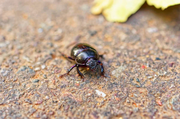 マクロの道路上のダングカブトムシ — ストック写真