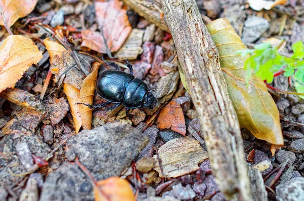 マクロ内の森の中でカブトムシをダング — ストック写真