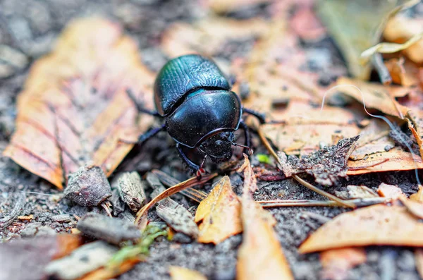 マクロ内の森の中でカブトムシをダング — ストック写真