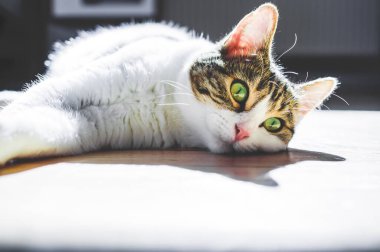 Avrupalı kısa boylu, keskin bakışlı ve yeşil gözlü bir kedi.