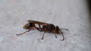 Orman eşekarısı Siricidae Symphyta anten ile pürüzsüz bir yüzey üzerinde