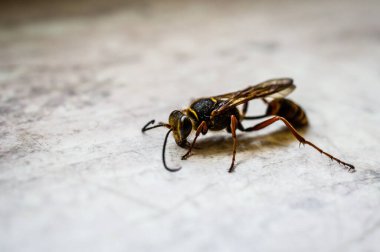 Orman eşekarısı Siricidae Symphyta anten ile pürüzsüz bir yüzey üzerinde